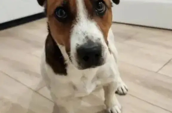 Найдена собака, Краснодар, фото: Найдена собака на Обрывной 132/1 к1, Краснодар