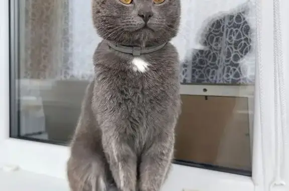 Найдена кошка, Коломна, фото: Кошка найдена, ул. Октябрьской Революции