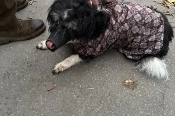 Собаки потеряшки, Череповец, фото: Потеряшка собака, пр. Победы, Череповец