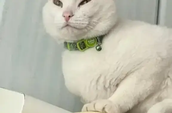 Пропал кот Буберчик, Новгородская 8А