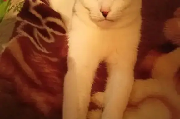 Кошки потеряшки, Краснокамск, фото: Потеряшка кошка, ул. Энтузиастов, 32