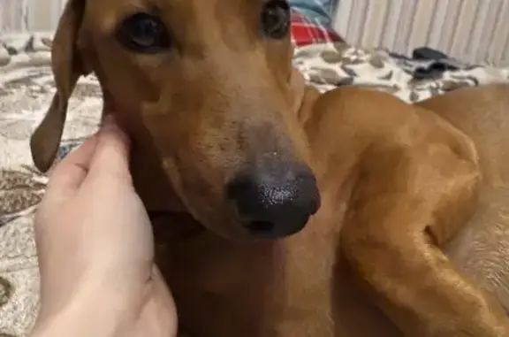 Найдена рыжая такса, Тихорецкая, Казань