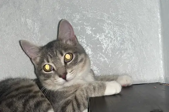 Кошки потеряшки, , фото: Потеряшка кошка, Садовая ул. 26, Борисовка