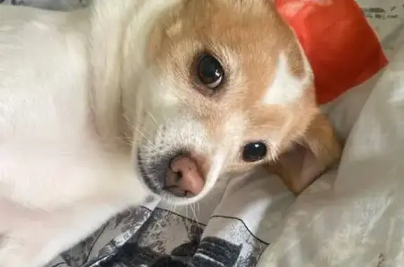 Собаки потеряшки, Омск, фото: Потеряшка собака, Волгоградская 30А, Омск