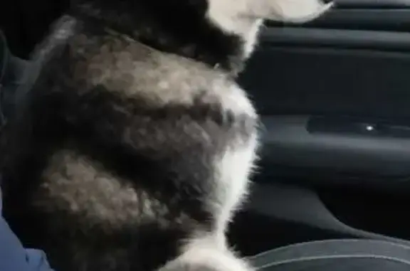 Пропала собака, Рабочая ул., Северный