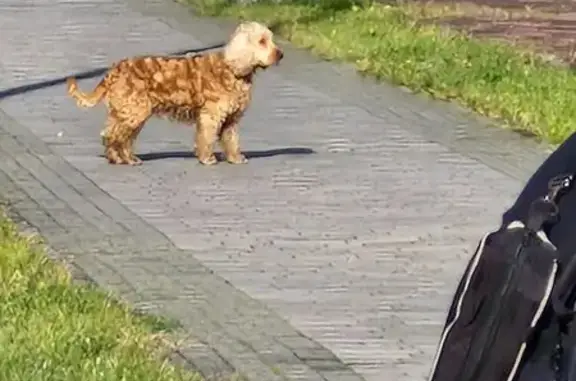 Найдена собака, Калининград, фото: Собака найдена, Солнечный б-р, Калининград