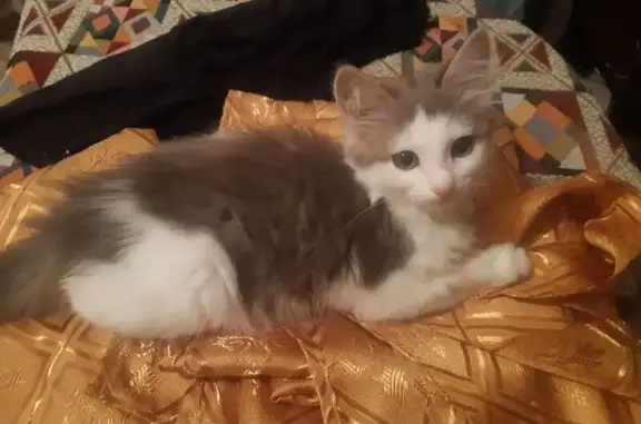 Пропала кошка, Каховская ул. 3, Балаково