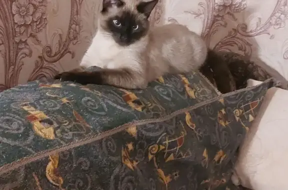 Пропала сиамская кошка, ул. Харина, Воронеж