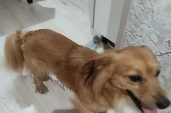 Собака найдена: Ленинский пр., Калининград