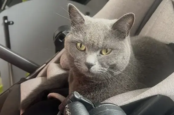 Пропала кошка на ул. Кузнецова, Копейск