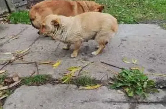 Пропала собака, ул. Героев Сибиряков, Воронеж