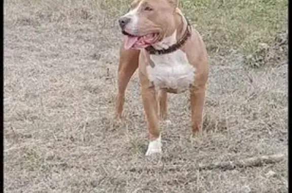 Пропала собака, Архитектурная 4, Керчь