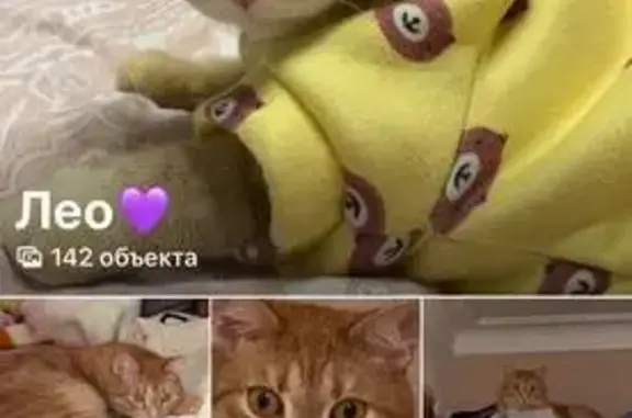 Кошки потеряшки, Тюмень, фото: Потеряшка кошка Лео, Смоленская 41, Тюмень