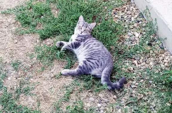 Кошки потеряшки, Кореновск, фото: Потеряшка кошка на ул. Пурыхина, Кореновск