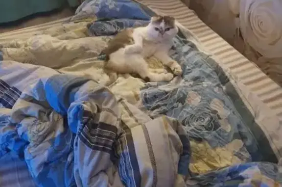 Кошки потеряшки, Краснодар, фото: Потеряшка кошка, ул. Новодмитриевская 14/5