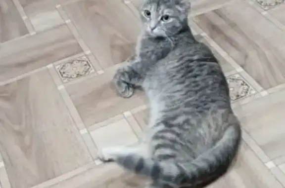 Пропала кошка Муся, Новоселье, Омск