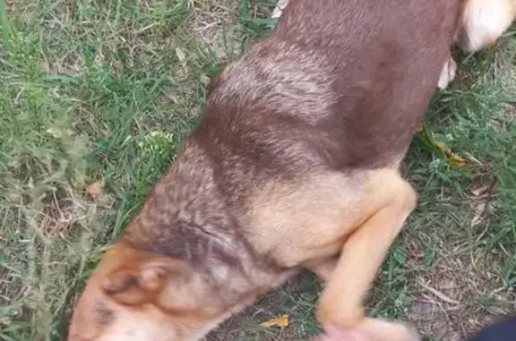 Собаки потеряшки, Казань, фото: Потеряшка собака на ул. Восстания, 84, Казань