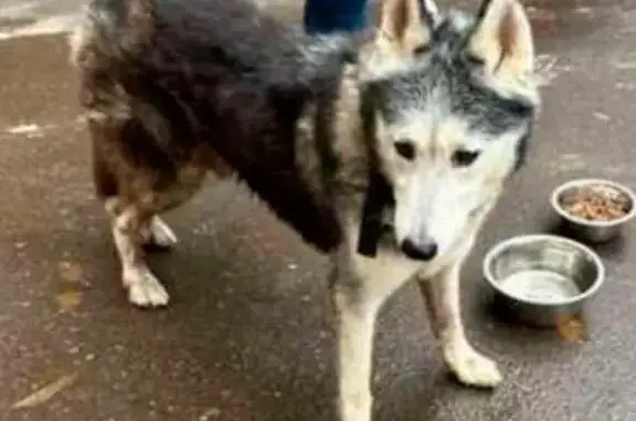 Пропала собака, Москва, ул. Кибальчича, 12к1