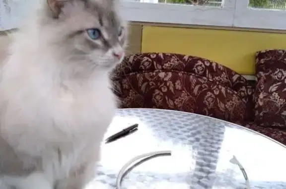 Пропала кошка, Зелёная ул., 4, Б. Катраси