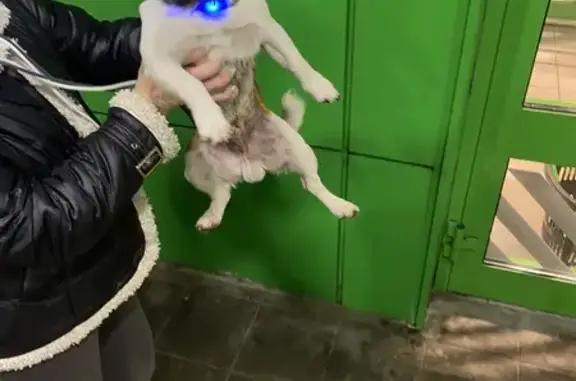 Найдена собака, Москва, фото: Собака найдена: ул. Гурьянова, 73, Москва