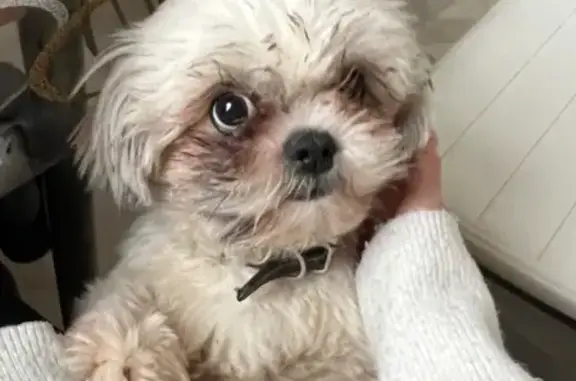 Собаки потеряшки, Москва, фото: Потеряшка собака ши-тцу, Борисовский пр., 46к2