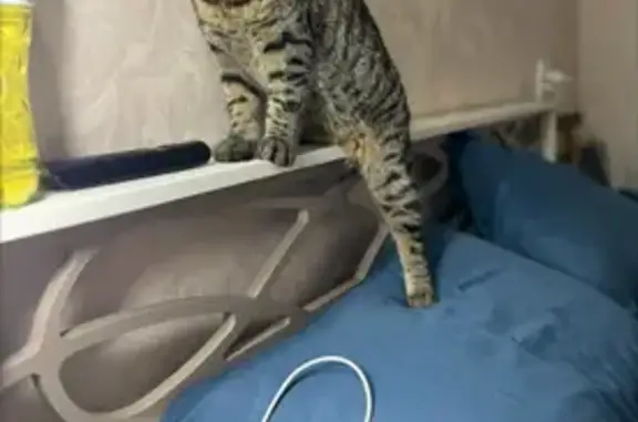 Пропала кошка, Курган, Курганская обл.