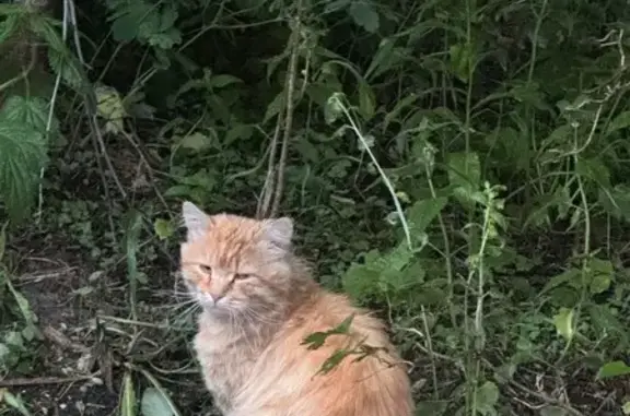 Найдена кошка, Михайлов, Рязанская обл.