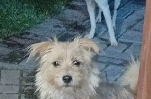 Найдена собака, , фото: Собачки найдены: Владимирская ул, 22