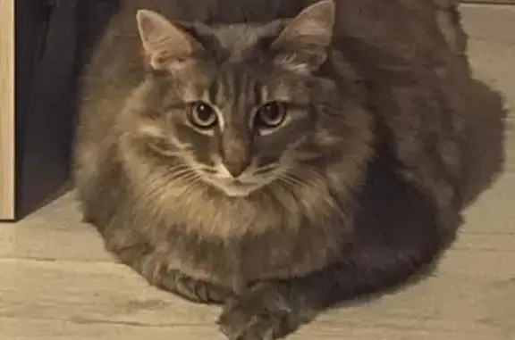 Пропала кошка, Северный пр., 77 к2, СПб
