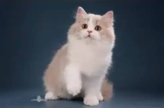 Пропала кошка, ул. Ивана Черных, СПб