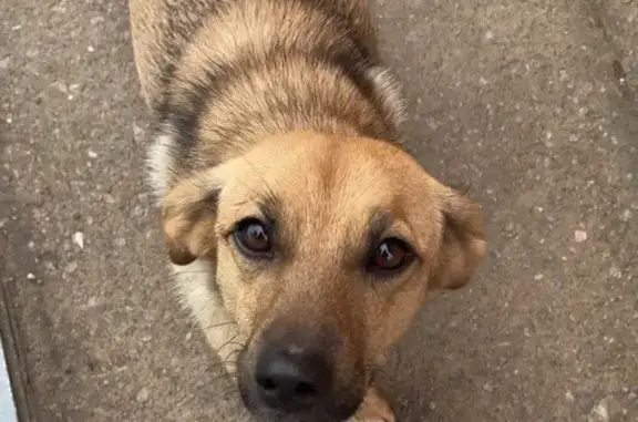 Найдена собака, Ленинградская область, фото: Собака найдена: Старая Ладога, Ленобласть