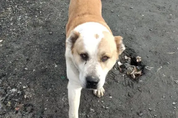 Алабай найден на ул.Игуменка 83/3, Челябинск