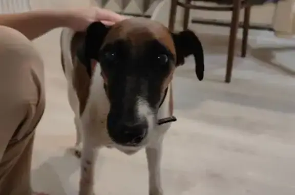 Найдена собака, Йошкар-Ола, фото: Собака найдена на ул. Чернякова, 3, Йошкар-Ола