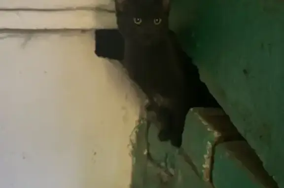 Пропал котенок, Комсомольская 354, Орёл