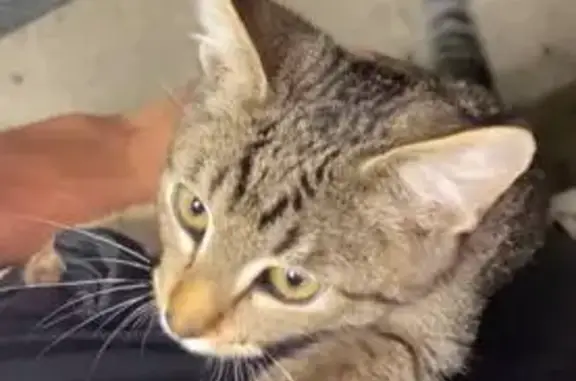 Пропала кошка, Финютина 61, Самара