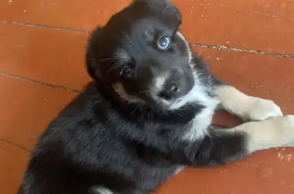 Собаки потеряшки, Реж, фото: Потеряшка собака, ул. Фрунзе, Реж