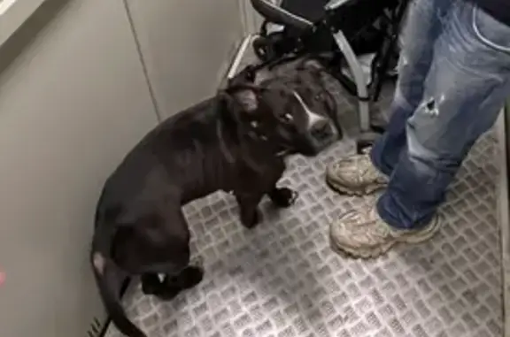 Найдена собака, Санкт-Петербург, фото: Найдена собака, Красносельское шоссе, 48