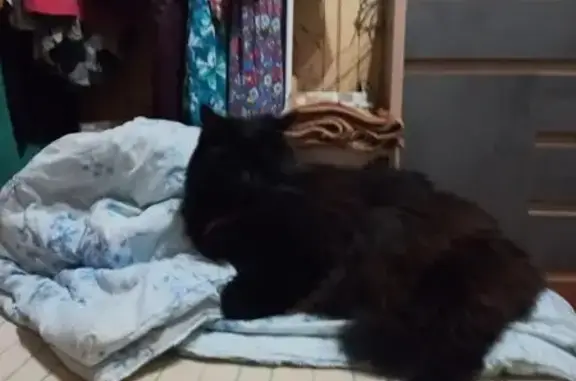 Кошки потеряшки, Гродно, фото: Потеряшка кошка, ул. Гагарина 23, Гродно