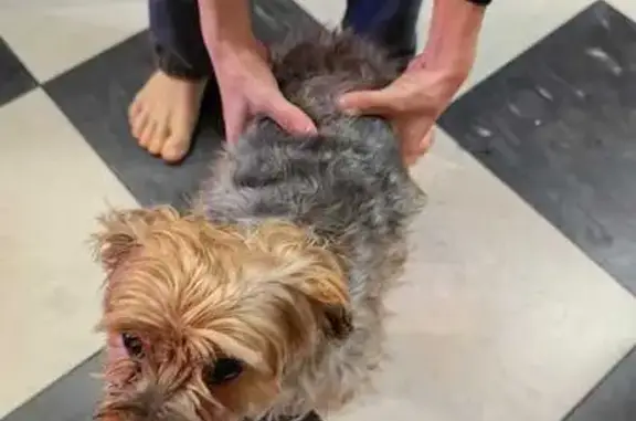 Собака найдена, Транспортная ул., Йошкар-Ола