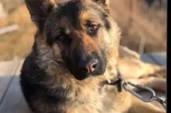 Собаки потеряшки, Нижегородская область, фото: Собака пропала на Рождественской ул., НН