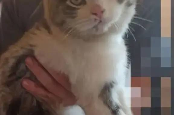 Найдена кошка, , фото: Кошка найдена: Рябиновая ул., 96/2