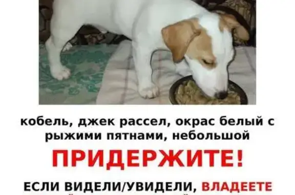 Пропал щенок в парке Лосиный остров!