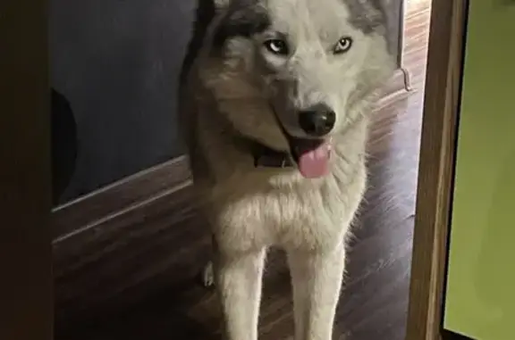 Пропала хаски, ул. Комсомольская 27