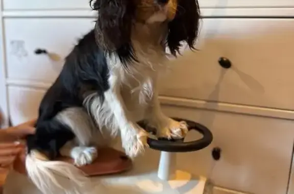 Пропала собака, ул. Буханцева, 72, Волгоград