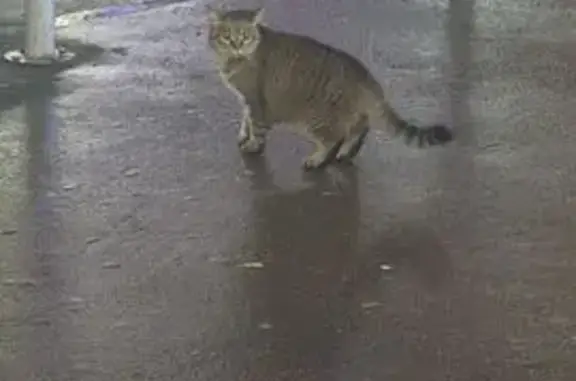 Кошка найдена: ул. Кирова, к14А, Люберцы