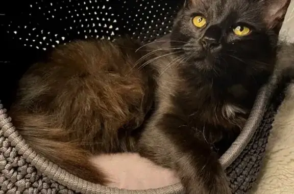 Найдена кошка, Волгоград, фото: Кошка найдена на Макарчука, 60, Волгоград