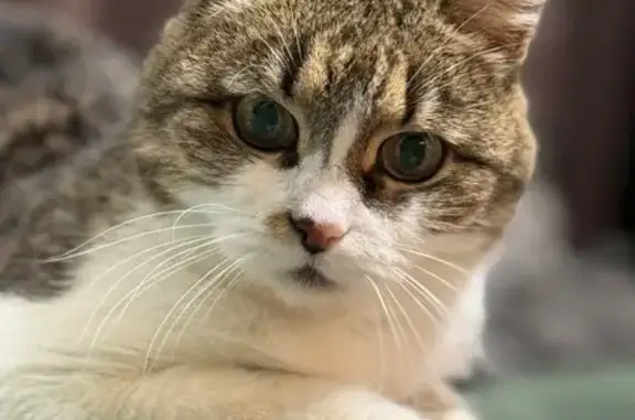 Кошки потеряшки, Нижний Новгород, фото: Потеряшка кошка, ул. Дунаева 9, Н. Новгород