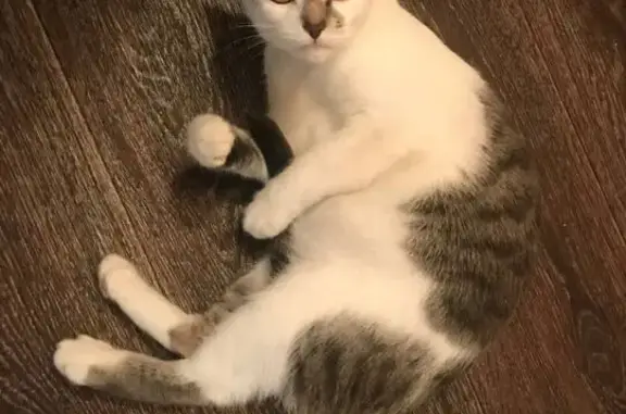 Кошки потеряшки, Орехово-Зуево, фото: Потеряшка кошка, ул. Правды 11, Орехово-Зуево