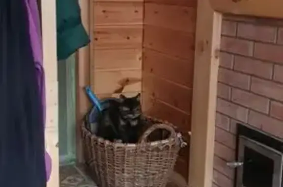 Найдена кошка, Московская область, фото: Кошка найдена в МО, ищем хозяев!