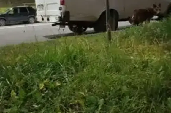 Найдена собака, Владимир, фото: Собака найдена на Нижней Дуброве, Владимир